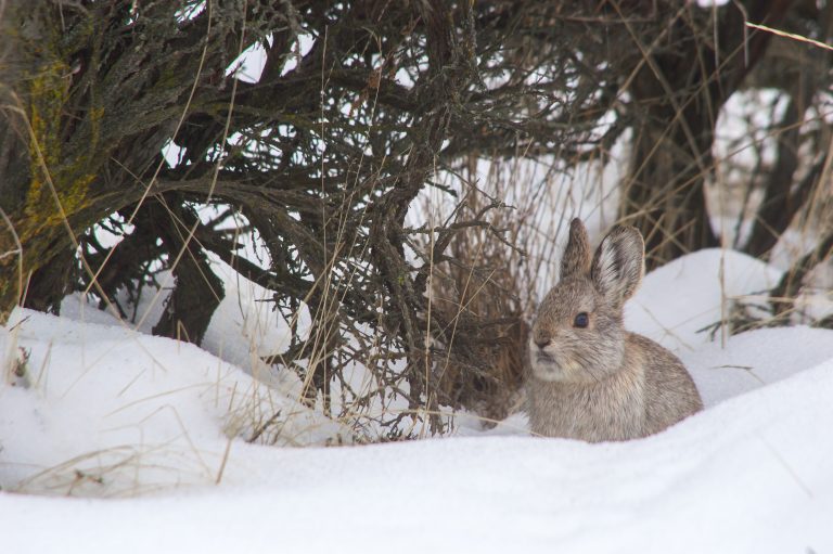 Tracking Pygmy Rabbits