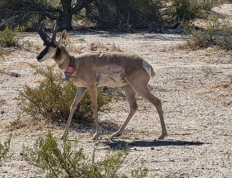 Tracking Pronghorn